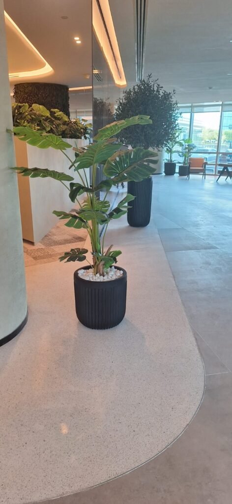 Indoor plant in a modern lobby setting, featuring a large leafy plant in a black textured pot surrounded by polished concrete flooring and contemporary decor elements  Natural light streams through large windows, enhancing the inviting atmosphere 