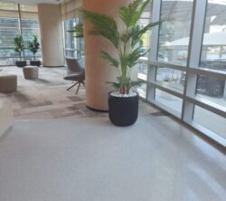 Modern lobby interior featuring a large potted palm plant, stylish seating areas, and expansive windows allowing natural light. The polished floor complements the contemporary design, creating an inviting atmosphere.